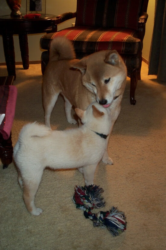 北京时间凌晨四点,F1赛道的尽头传来篮球刷网声