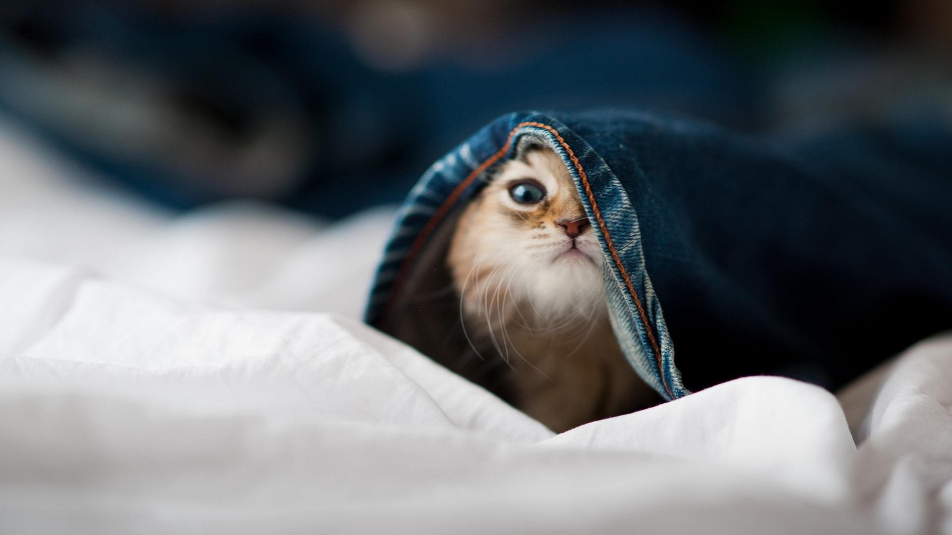 虚拟巨幕,拉梅洛爆发 山西队巅峰对决险胜马刺