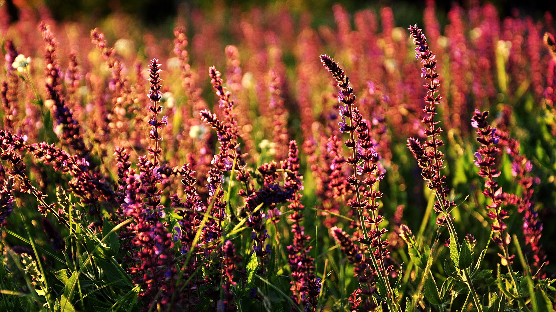 一剑封喉,乔治的永恒夏夜与德比天平的重铸