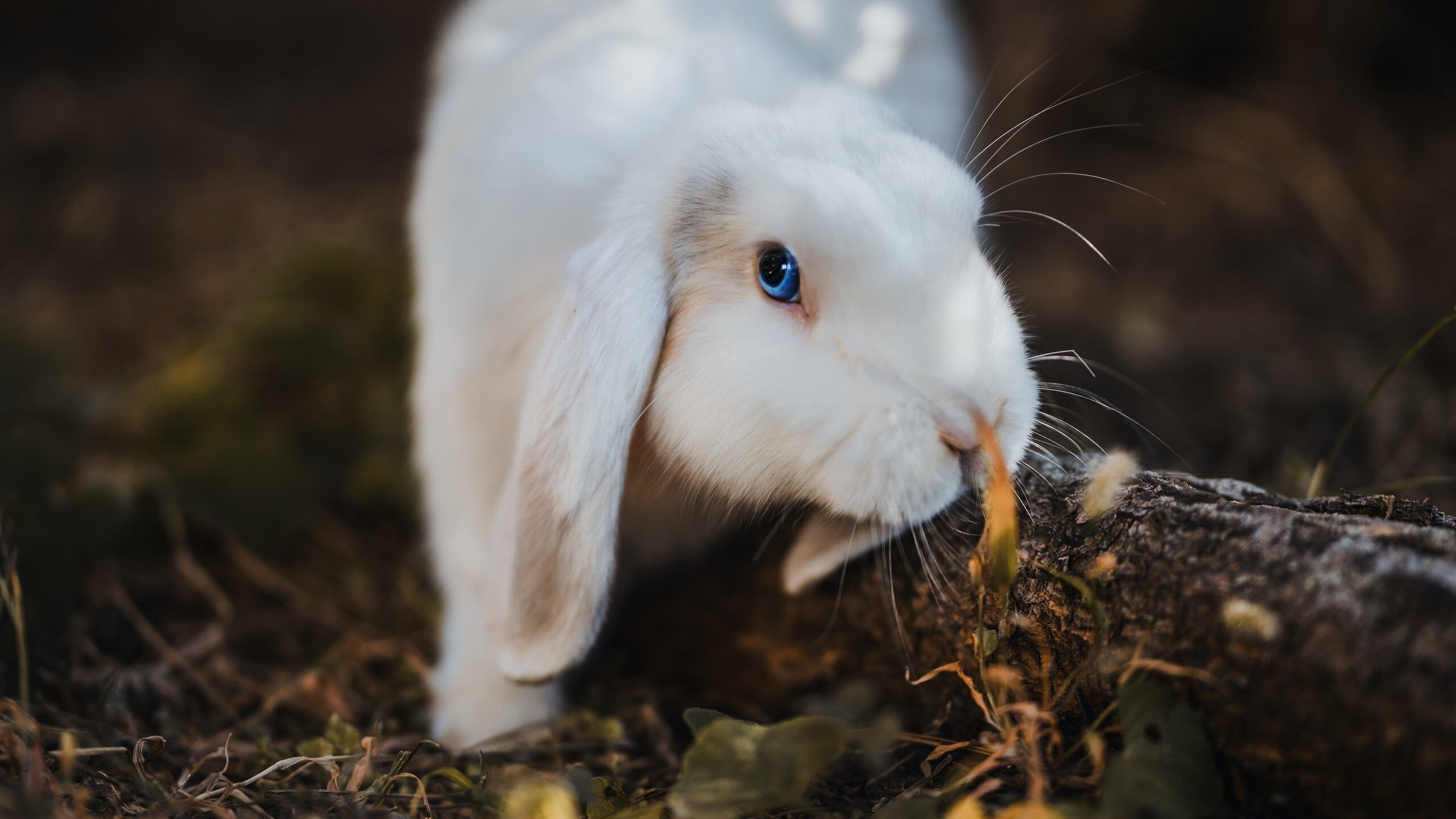黄潜艇的防守哲学,德甲争冠战中的锁葡启示