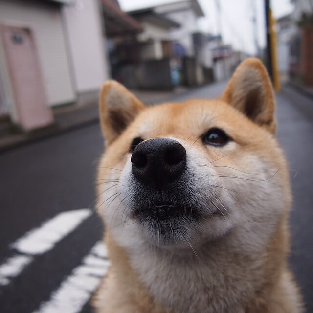 沉默的剑，于最必要之夜出鞘，西决生死战，德罗赞完成终极爆发