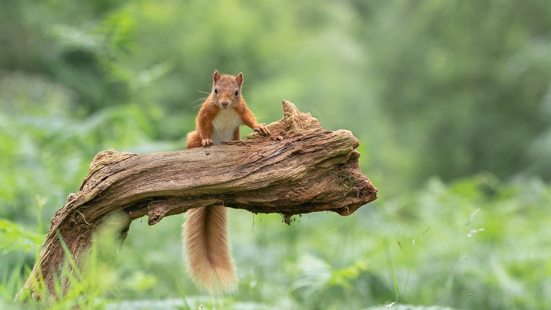 破晓的传奇,美加墨世界杯之夜,C罗以一场胜利写下黄昏的序章