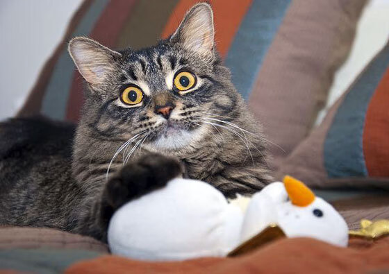 圣西罗的篮筐与塔图姆的网,今夜,伟大皆有关键节点