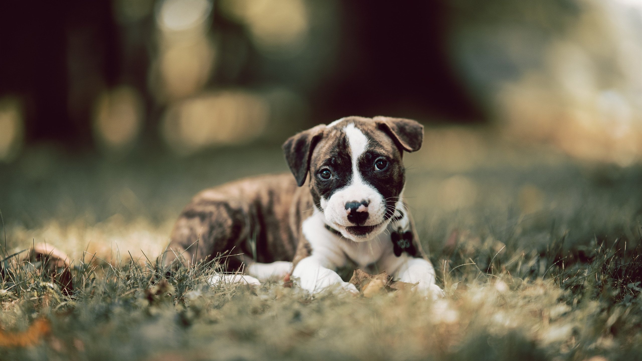北欧神话终结浪漫之都,一场抢七加时如何改写十年宿命