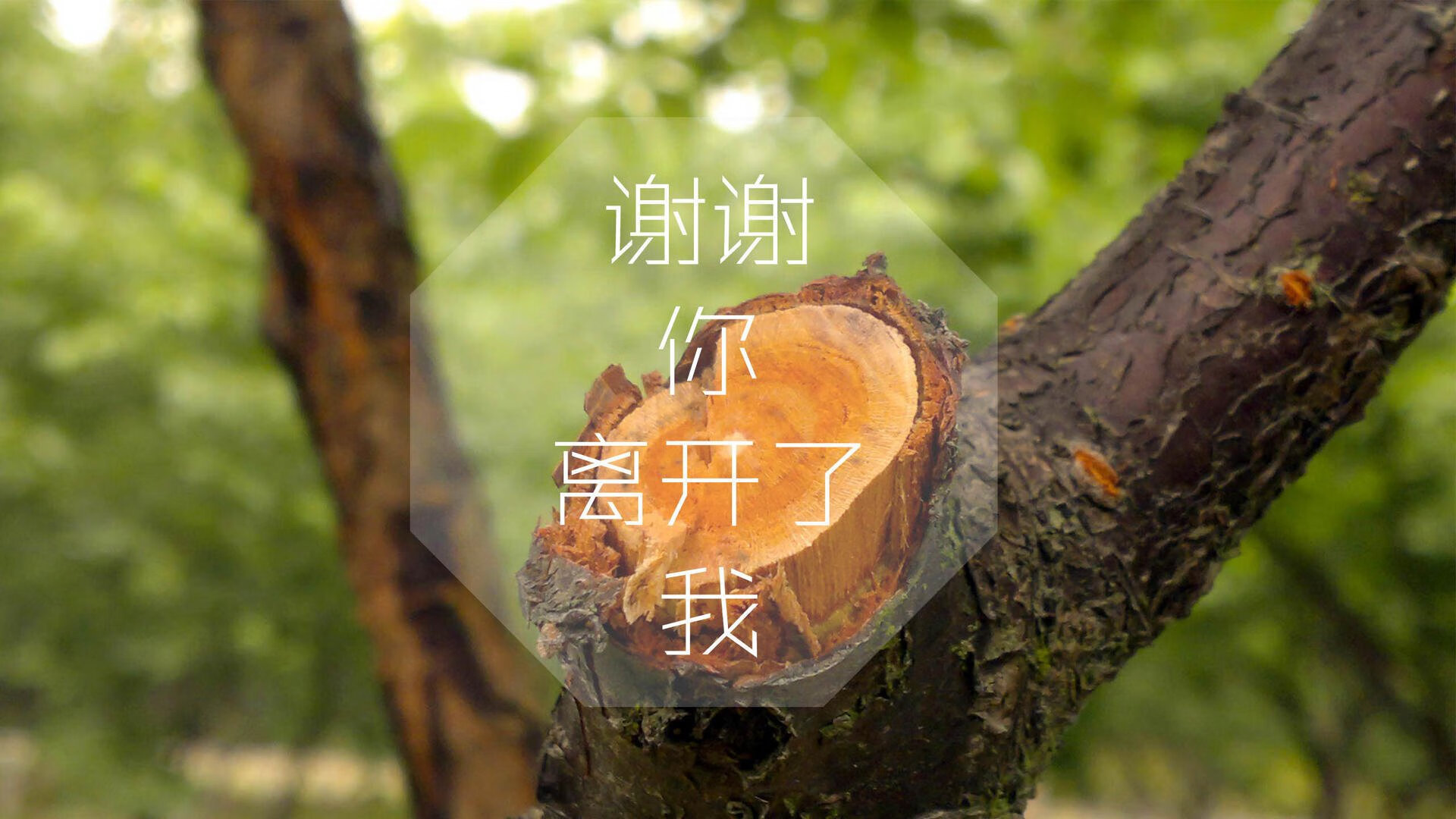 鹰击长空，凤鸣天下，拉文在世界杯舞台完成自我蜕变